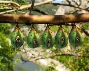 Minuscule - Se3 - Ep01 HD Watch HD Deutsch