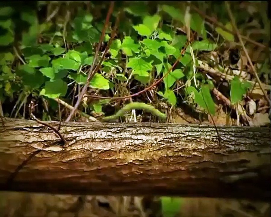 Minuscule - Se3 - Ep02 HD Watch HD Deutsch