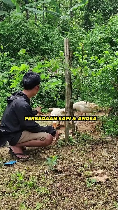 TUTORIAL MEMBEDAKAN SAPI DAN ANGSA