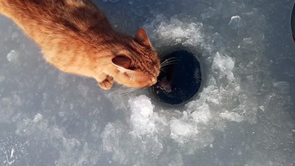 Cat Steals Fisherman's Catch