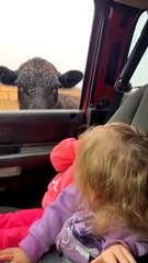 Twins Have Very Different Reaction to Cow