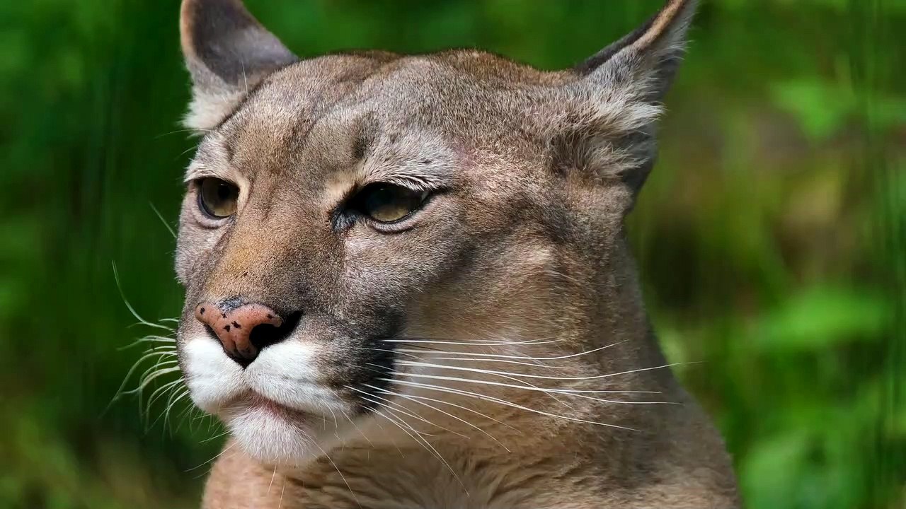Puma - lion king Sher animal beautiful Nice