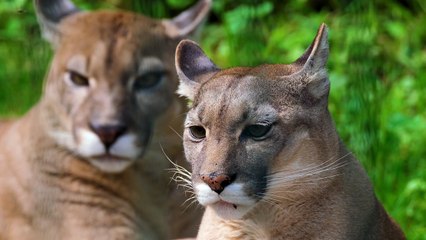 Puma - Lion sher animal beautiful Nice better video