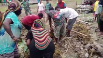 Bakar Batu Merupakan Tradisi Turun Temurun Suku Di Papua