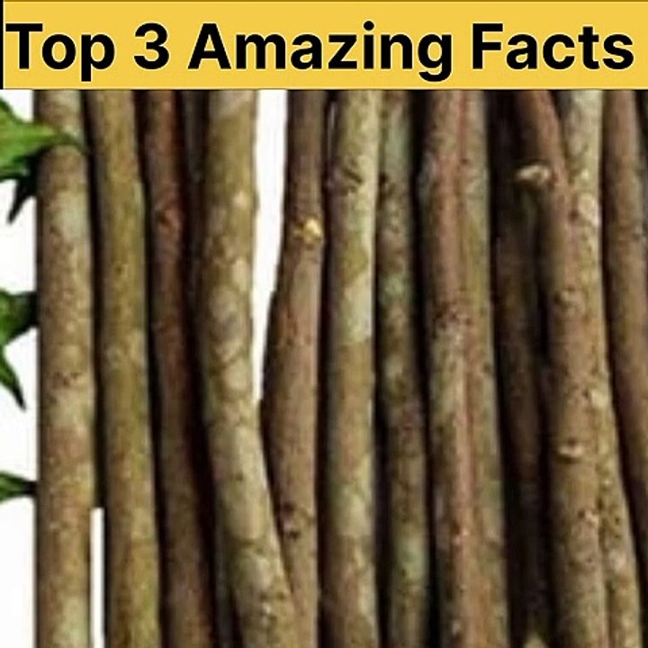 Top 3 Amazing Facts