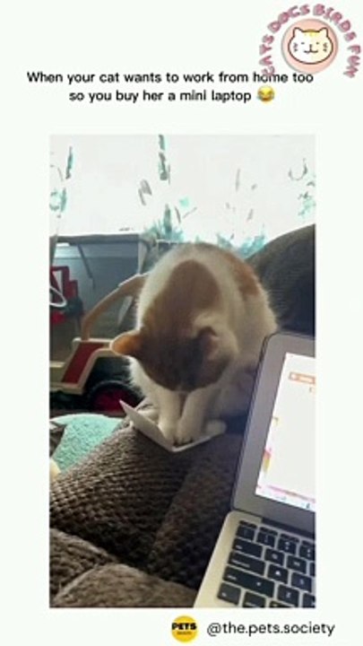 Cats vs Dogs Funny