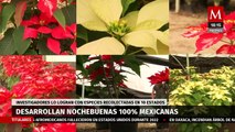 Investigadores mexicanos desarrollan nuevas variedades de nochebuenas