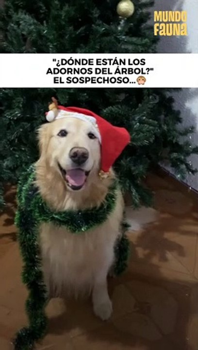 ¿Inocente o culpable?