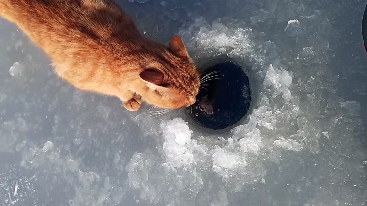 Cat Steals Fisherman's Catch
