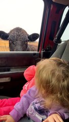Twins Have Very Different Reaction to Cow