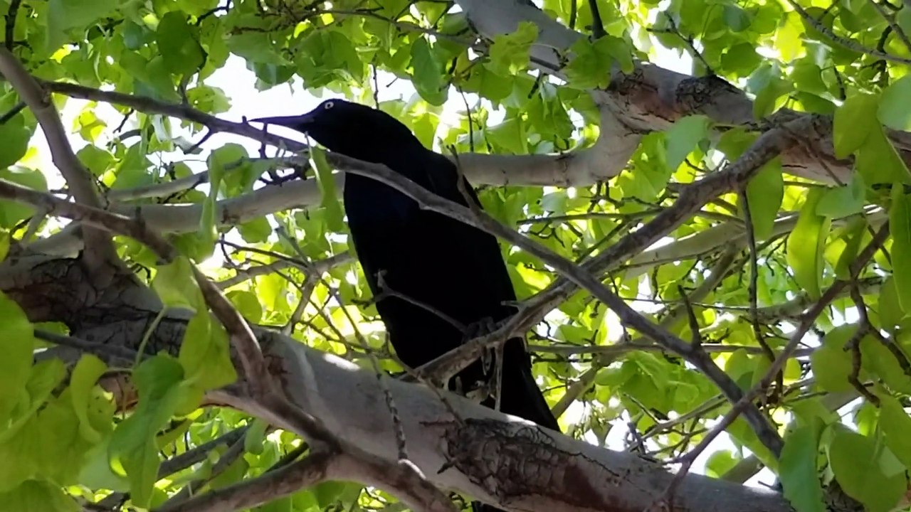 A crow sitting in a tree.