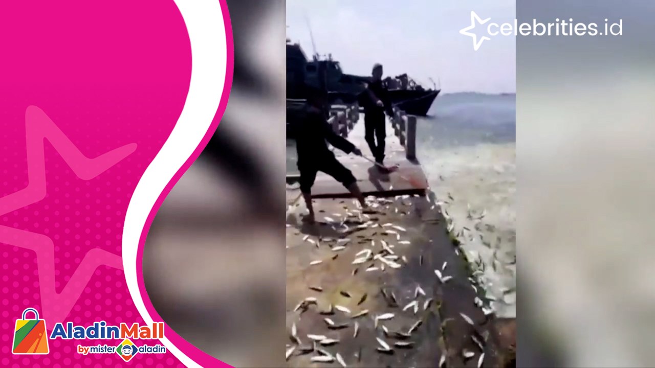 Fenomena Ribuan Ikan Melompat ke Daratan di Kepulauan Seribu, Warga Panen Ikan