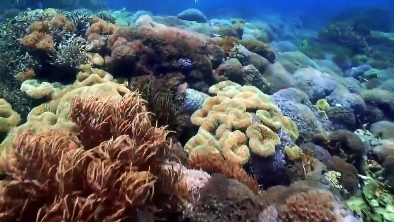 Great Blue Wild - Se2 - Ep05 - Indonesia - Amazon of the Seas HD Watch HD Deutsch