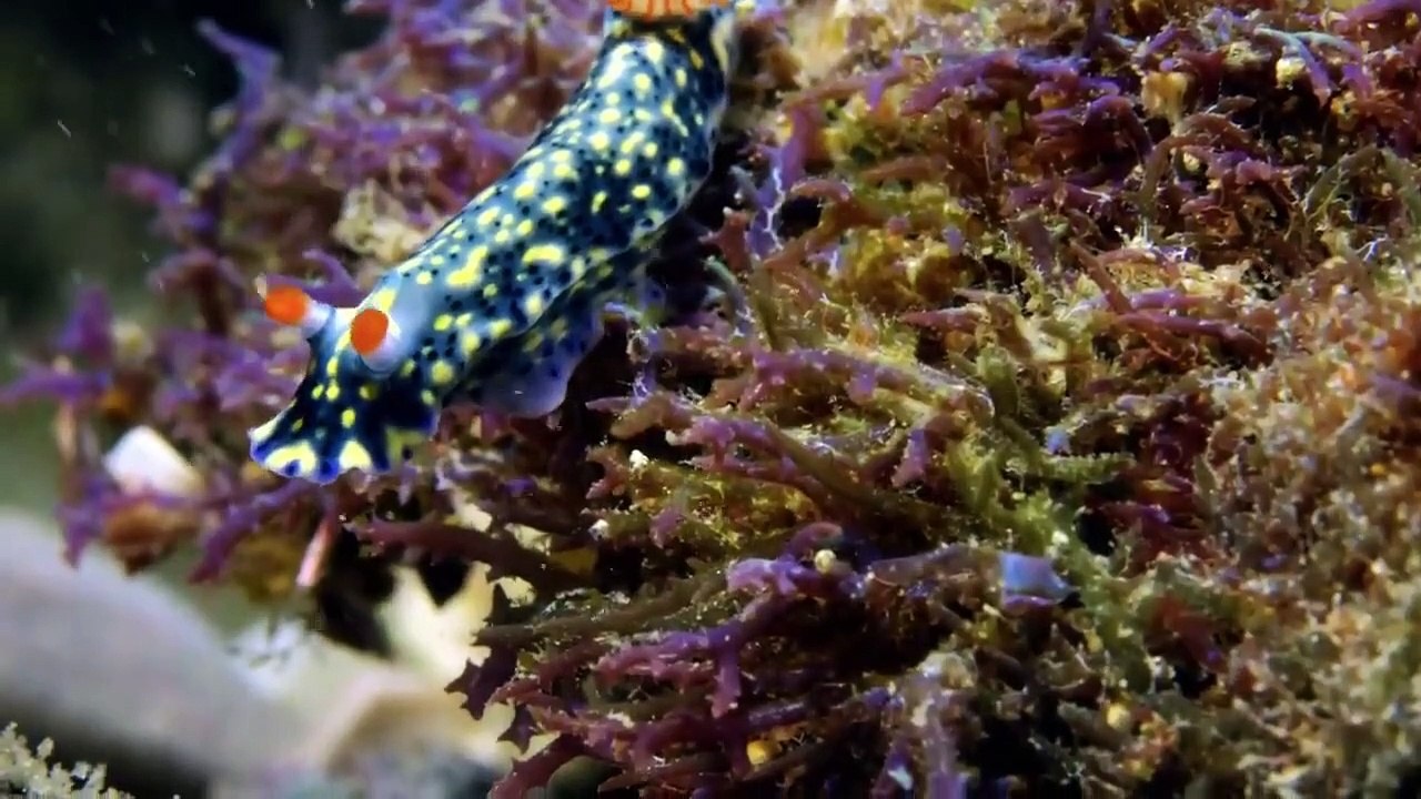 Great Blue Wild - Se3 - Ep03 - Macro Mozambique HD Watch HD Deutsch