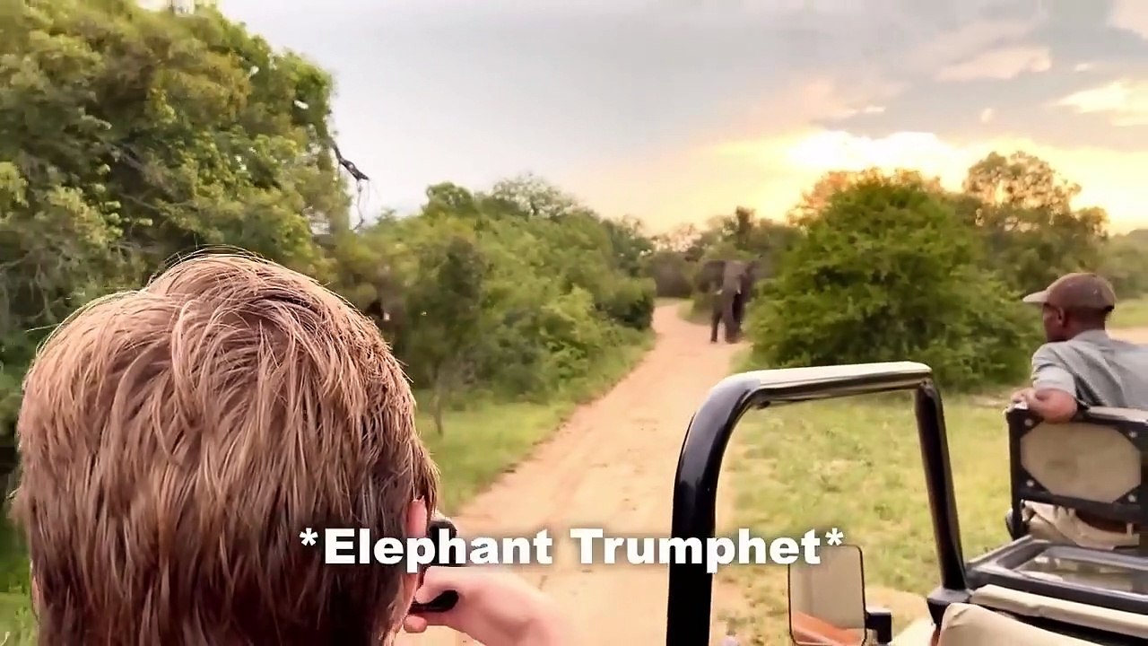 30 Scariest Elephant Encounters of the Year