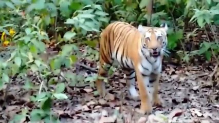 30 Scariest Animal Encounters of The Year (Part 2)