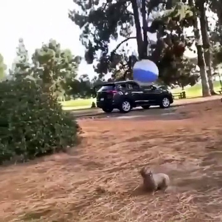 Funny Animal video .Dog playing ball like volleyball player
