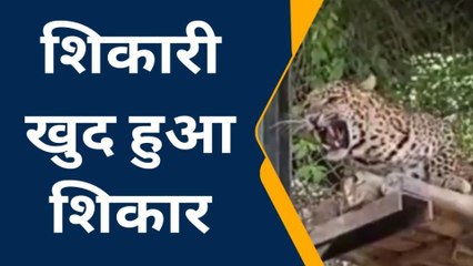 इटावा: सफारी पार्क में घुसे जंगली तेंदुए को प्रशासन ने पकड़ा,चित्रकूट छोड़ने की चल रही कवायद