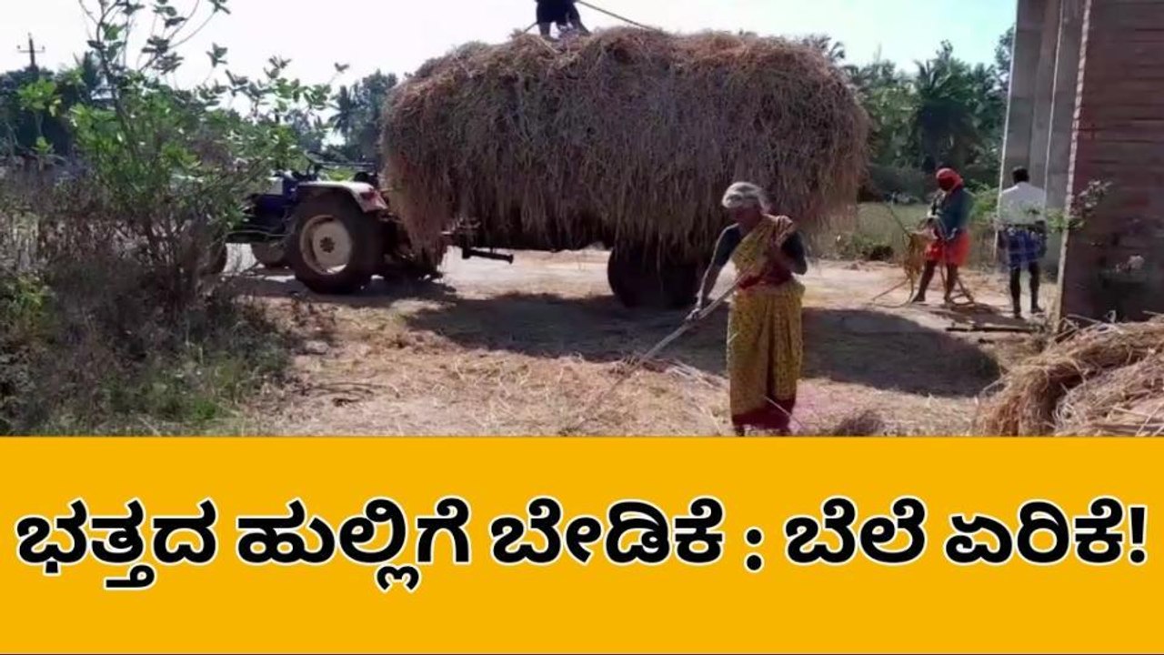 ಶಿವಮೊಗ್ಗ: ಭಾರೀ ಮಳೆಯಿಂದ ಭತ್ತದ ಬೆಳೆಗೆ ಹಾನಿ!