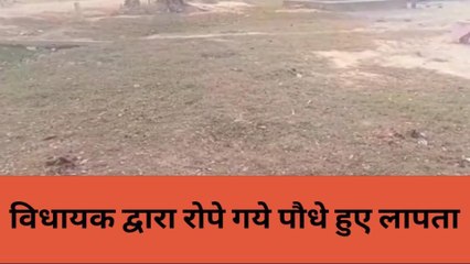 कानपुर देहात: वन विभाग की दिखाई दी लापरवाही, बीजेपी विधायक द्वारा रोपे गए पौधे हुए लापता