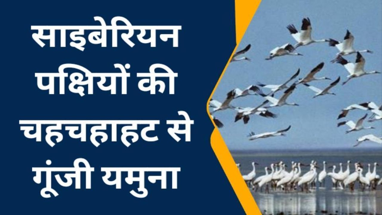 इटावा: यमुना की खूबसूरती बढ़ा रहे साइबेरियन पक्षी, यमुना तट हुआ गुलजार