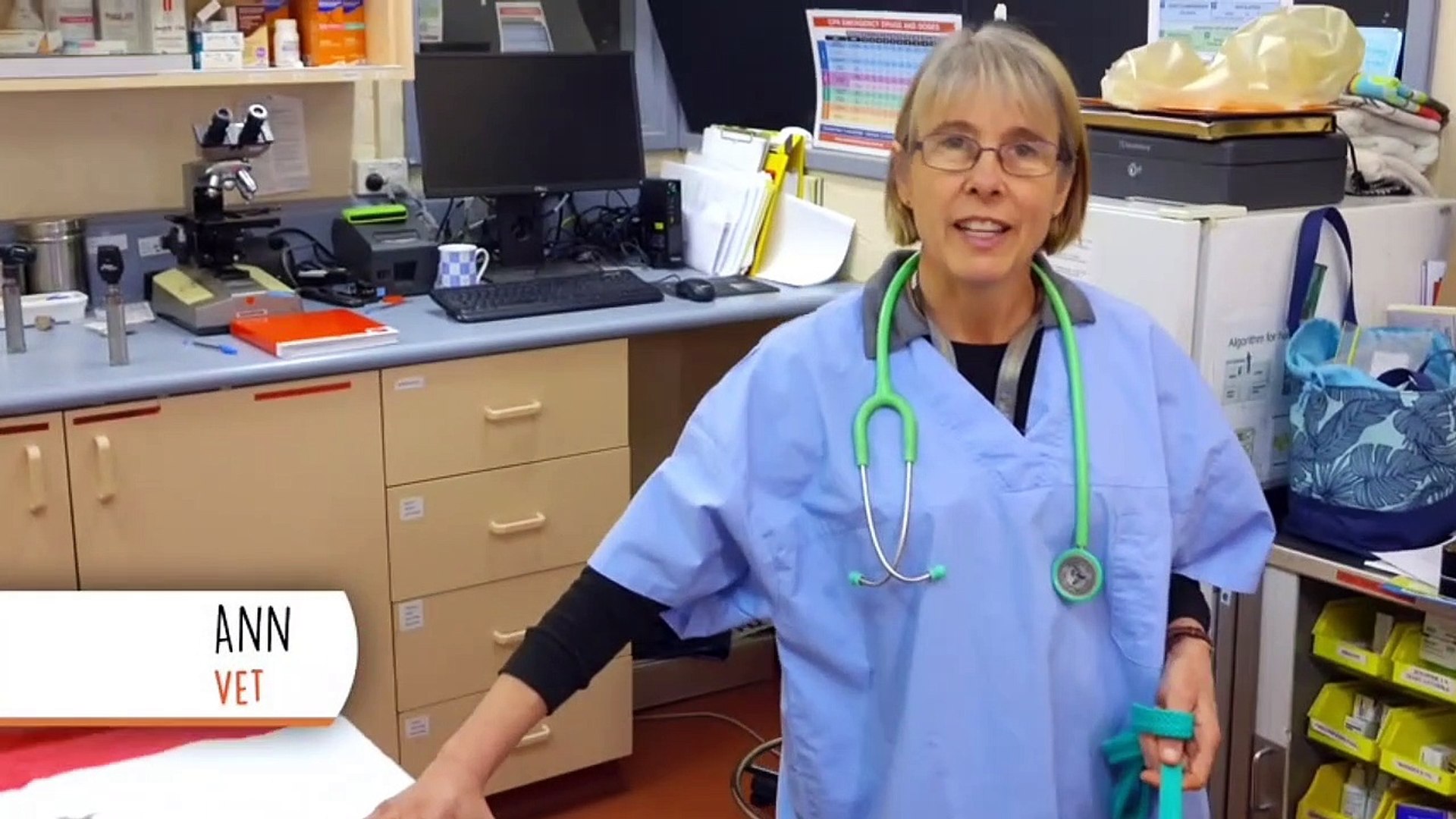 ⁣smart dog is dog guide