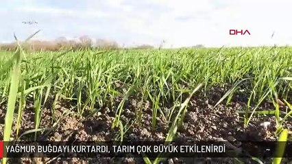 PROF. DR. KAYA: YAĞMUR BUĞDAYI KURTARDI, TARIM ÇOK BÜYÜK ETKİLENİRDİ
