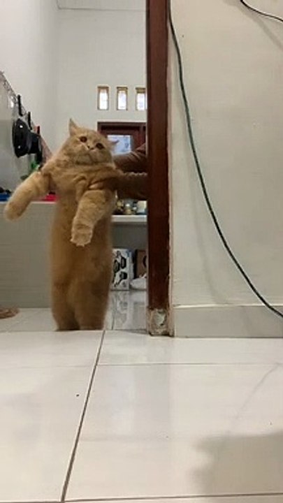 Kucing Lucu (47)