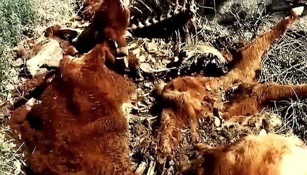 In Search of Monsters - Se1 - Ep04 - The Jersey Devil HD Watch HD Deutsch