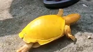 Yellow Flapshell Turtle ||  Unusual Yellow Turtle || হলুদ কচ্ছপ