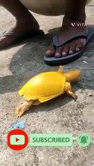 Yellow Flapshell Turtle ||  Unusual Yellow Turtle || হলুদ কচ্ছপ