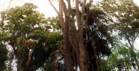 The Immortals of Brazil S01 E08