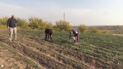 Kayısıya alternatif olarak safran eken çiftçi, verim alınca üretim alanını genişletti