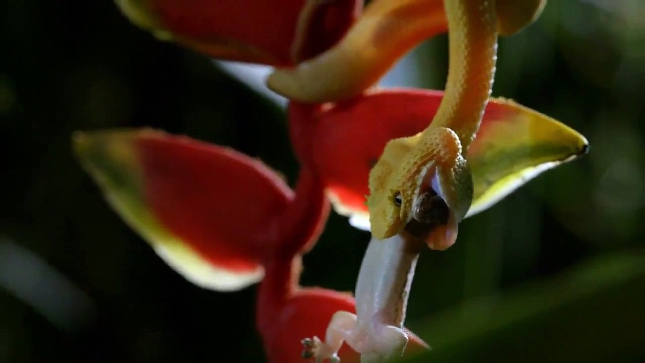 Dead by Dawn - Se1 - Ep05 - Stranger Things HD Watch HD Deutsch