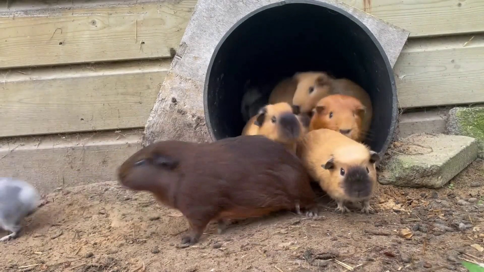 ⁣Guinea pigs exit and enter the tube