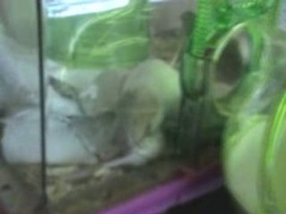 Un petit trop curieux