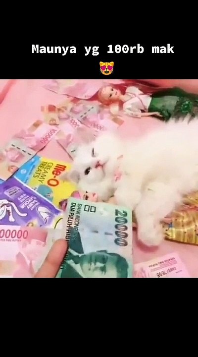 Kucing Lucu (66)