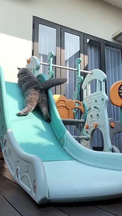 Kucing Lucu (14)