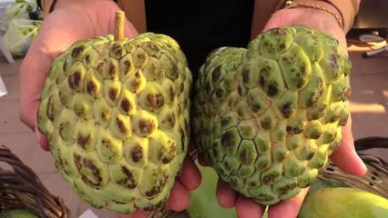 Alanya'da tropikal meyve atemoyanın üretimi de yaygınlaşacak