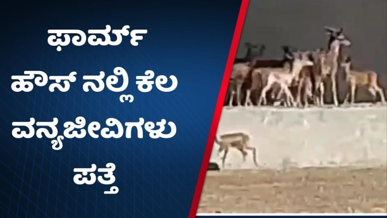 ಎಸ್‌ ಎಸ್‌ ಮಲ್ಲಿಕಾರ್ಜುನ್ ಒಡೆತನದ ಕಲ್ಲೇಶ್ವರ ಮಿಲ್‌ ನಲ್ಲಿ ಜಿಂಕೆ, ಕೃಷ್ಣಮೃಗ ಪತ್ತೆ