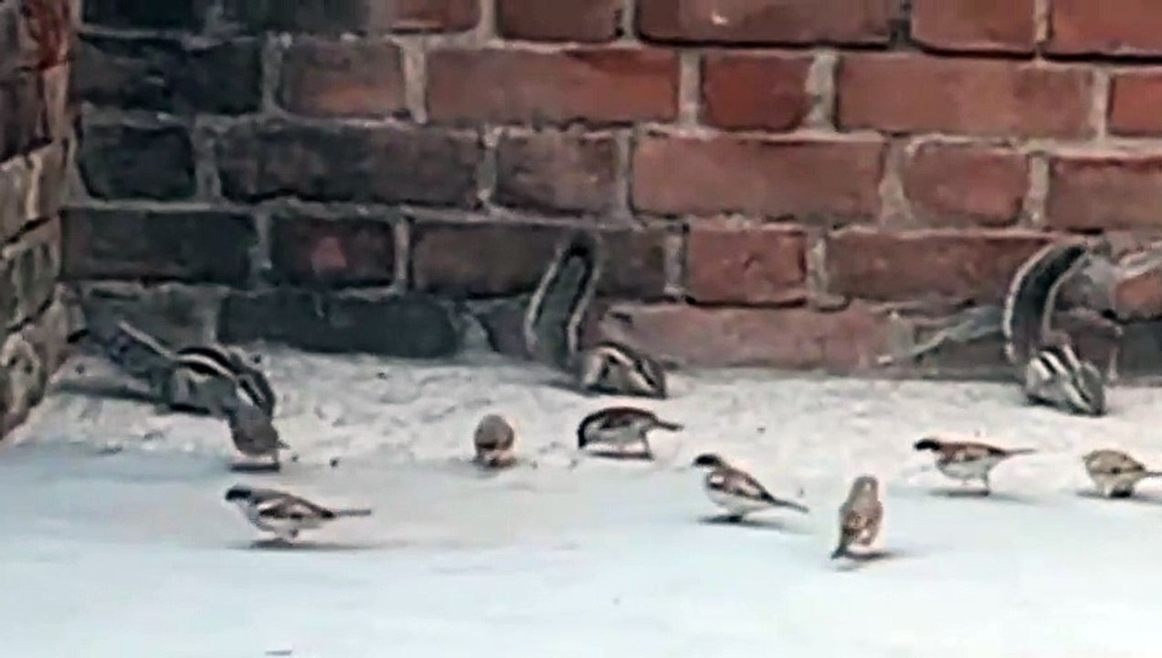 How to birds video