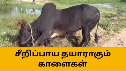 பொங்கல் வரட்டும்,ஒரு கை பாக்கலாம்- தயாராகும் காளைகள்.!