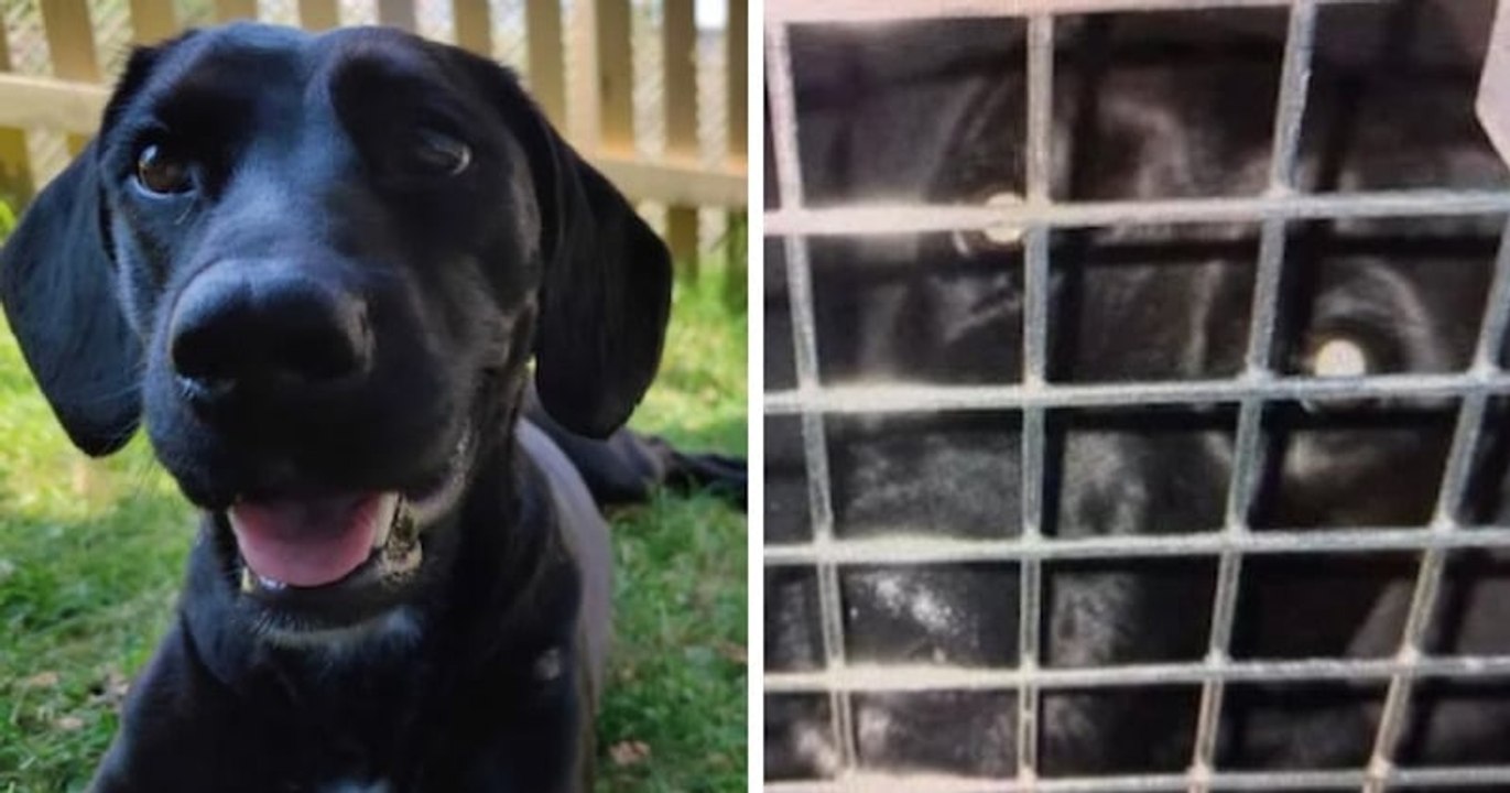 Londres : une compagnie aérienne a envoyé par erreur un chien en Arabie saoudite