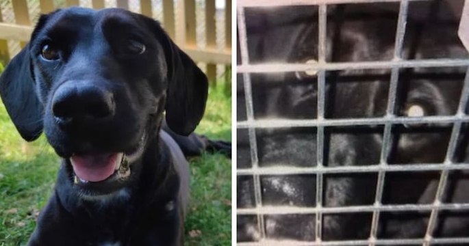 Londres : une compagnie aérienne a envoyé par erreur un chien en Arabie saoudite