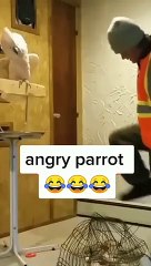 Amazing parrot video | funny parrot| angry parrot video