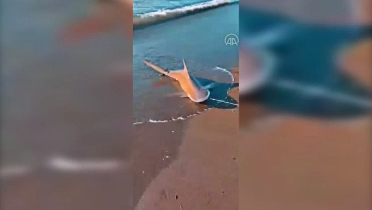 Balıkçı oltasına kum köpek balığı takıldı