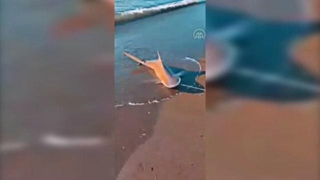 Balıkçı oltasına kum köpek balığı takıldı