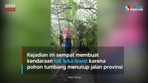 Pohon Tumbang di Ciemas Sukabumi, Jalur Geopark Ciletuh Sempat Tertutup