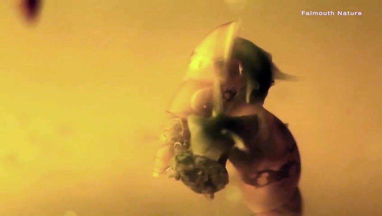 Cornish Mud Snail Ballet_HD