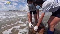 These Turtles Were Rescued in Argentina